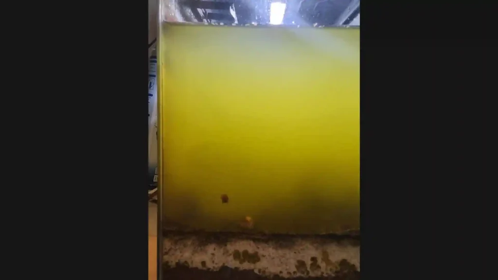 Vue de côté d'un aquarium low-tech avec une eau verte très dense et opaque causée par une explosion d'algues.