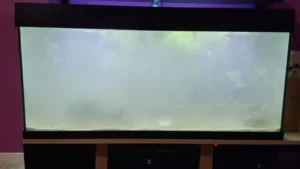 Aquarium avec une eau trouble et laiteuse typique d'un bloom bactérien lors du cycle de l'azote.