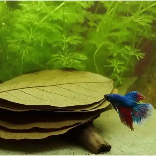 Feuilles de Catappa (Badamier) - Lot de 10