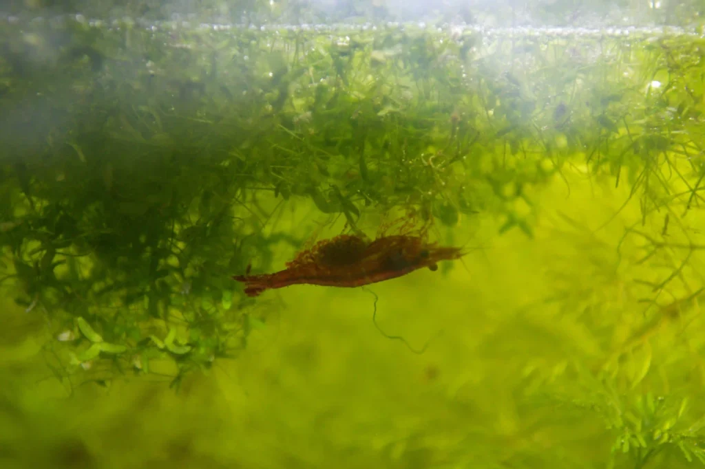 Crevette Neocaridina femelle avec œufs sur de la mousse de Java dans un aquarium naturel sans filtre.
