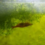 Crevette Neocaridina femelle avec œufs sur de la mousse de Java dans un aquarium naturel sans filtre.