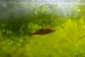 Crevette Neocaridina femelle avec œufs sur de la mousse de Java dans un aquarium naturel sans filtre.