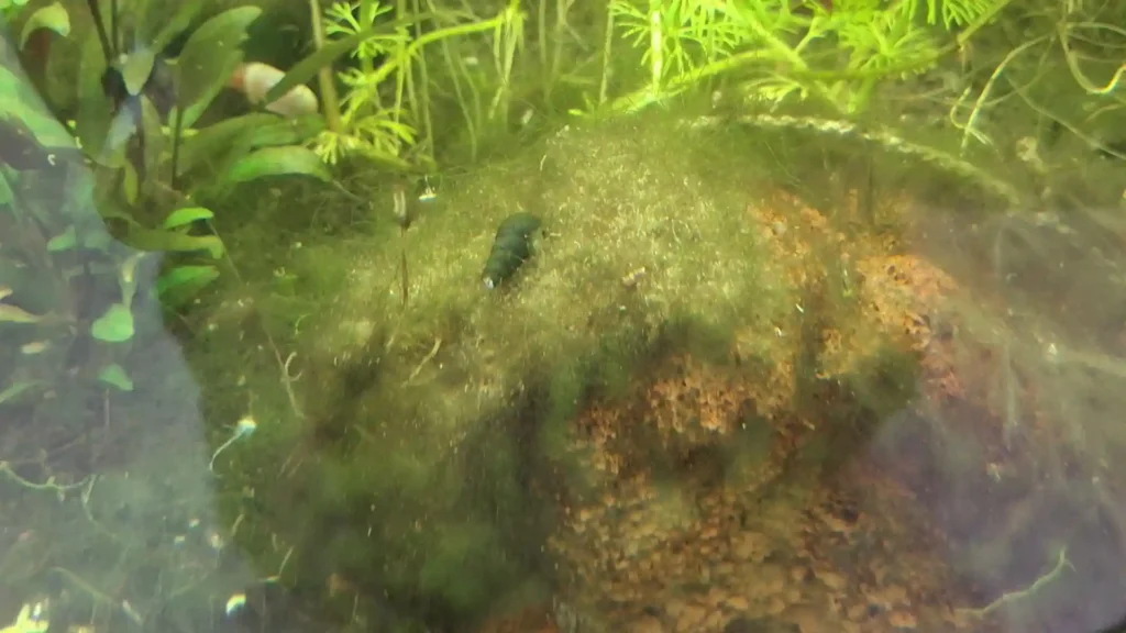 Mélanoïde en action sur le substrat d'un aquarium low-tech : nettoyage biologique du fond sans aspirateur