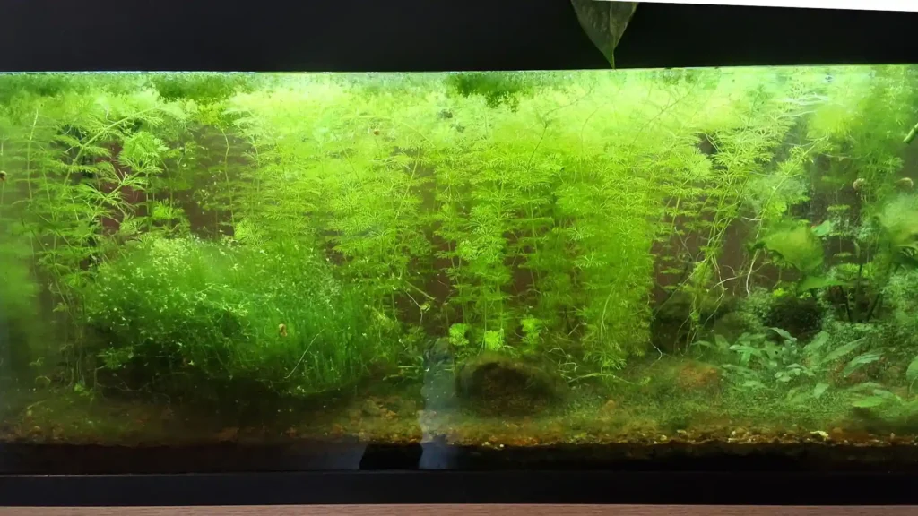 Aquarium low-tech 180L après 30 jours sans aspirateur ni siphon : explosion de Cératophyllum et plantes de fond
