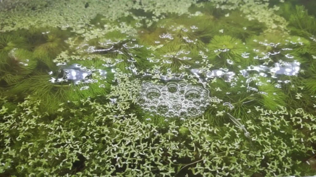 Nid de bulles construit par un poisson Combattant mâle à la surface de l'eau, entre des feuilles de Salvinia et de lentilles d'eau.