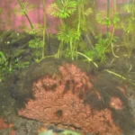 invasion algues aquarium naturel rocher recouvert algues brunes low-tech 180 litres