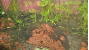 invasion algues aquarium naturel rocher recouvert algues brunes low-tech 180 litres