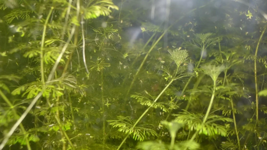 algues filamenteuses aquarium naturel low-tech emmêlées dans plantes aquatiques ceratophyllum