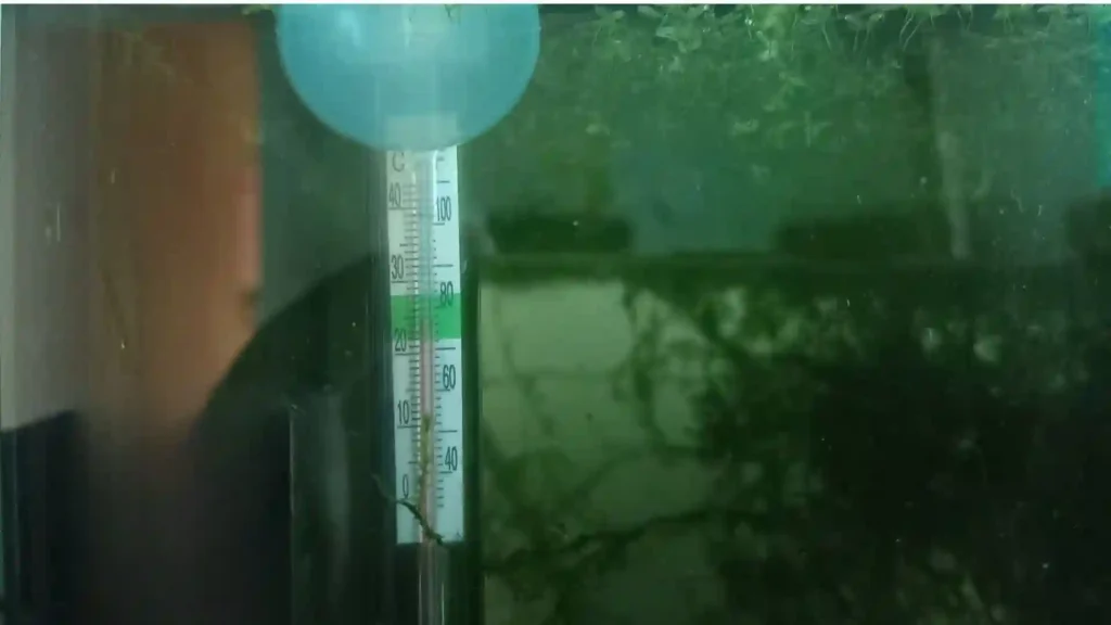Thermomètre d'aquarium en zone plantée indiquant une température stable sans filtration mécanique