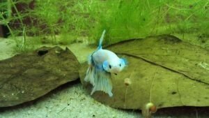 Betta splendens dans un aquarium Low-tech avec feuilles de Catappa et Cérato prêt pour les vacances