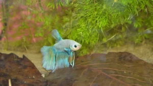 Betta splendens bleu reposant sur une feuille de Catappa dans un aquarium Low-tech planté bac autonome pendant 2 semaines de vacances
