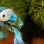 Deux Betta splendens bleus en gros plan dans un aquarium Low-tech planté au Cérato bac autonome 3 semaines sans intervention