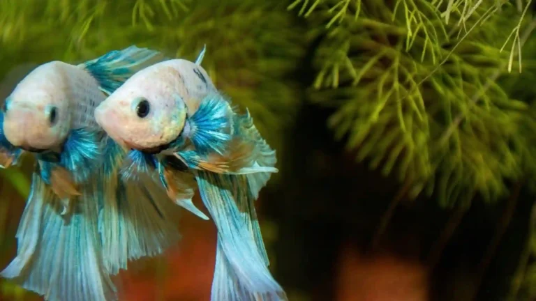 Deux Betta splendens bleus en gros plan dans un aquarium Low-tech planté au Cérato bac autonome 3 semaines sans intervention