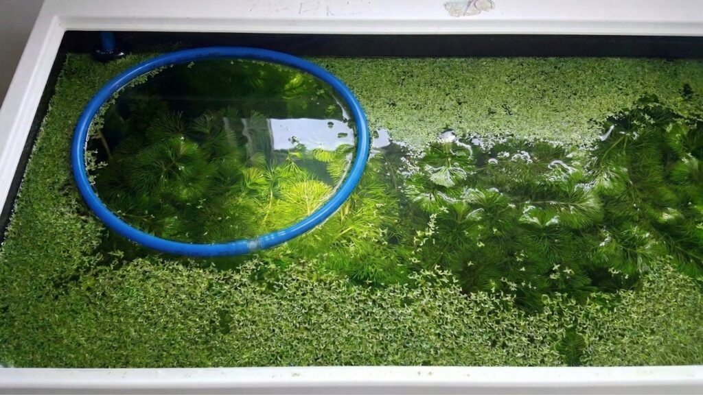 Vue de dessus d'un aquarium Low-tech recouvert de lentilles d'eau et Cératophyllum plantes flottantes qui régulent les nitrates pendant les vacances