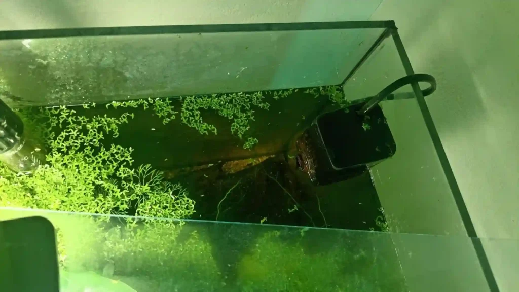 Pompe de brassage d'aquarium en fonctionnement, identifiée comme source de déperdition thermique dans l'audit Meross.