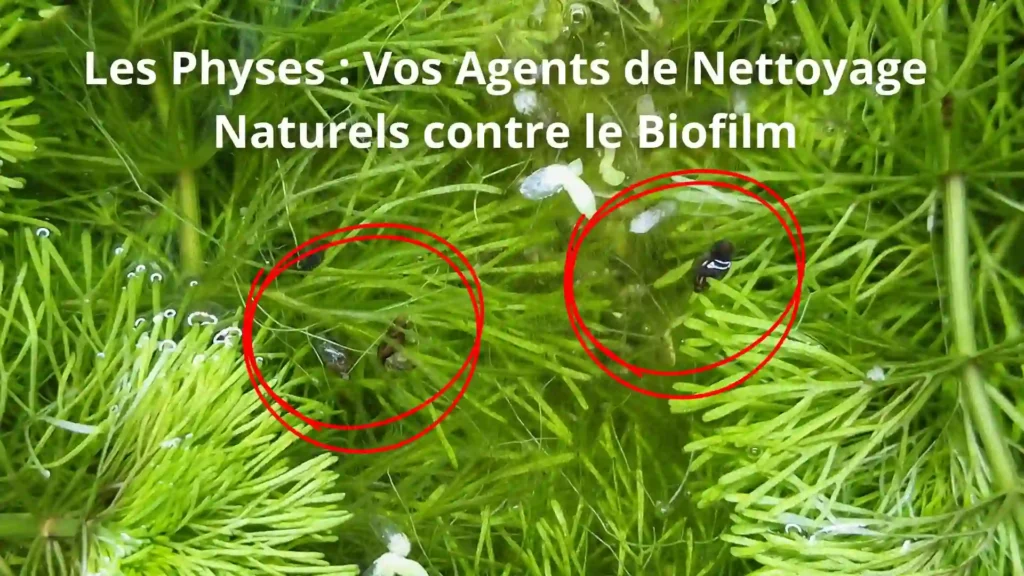physes escargots aquarium low-tech mangent biofilm surface naturellement