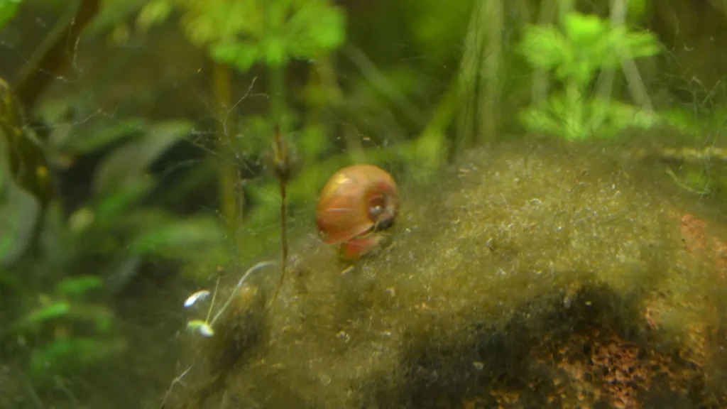 planorbe escargot aquarium naturel low-tech broute algues brunes rocher