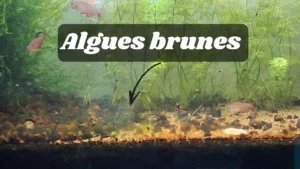 Algues brunes (diatomées) recouvrant les vitres d'un aquarium, illustrant un déséquilibre de silice dans un bac neuf.