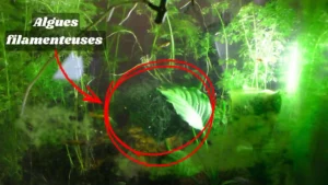 Gros plan d'algues filamenteuses vertes envahissant une plante dans un aquarium naturel, illustrant un déséquilibre biologique.