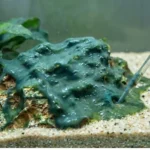eliminer-cyanobacterie-aquarium-methode-naturell