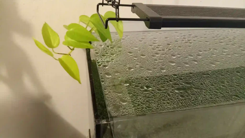Jeune Pothos sur gantry au-dessus d'un aquarium Low-tech fermé condensation visible sur la vitre plexiglas