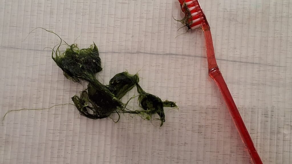 Gros plan de la texture d'une algue filamenteuse verte extraite d'un aquarium, ressemblant à une mèche de cheveux fins et gluants.