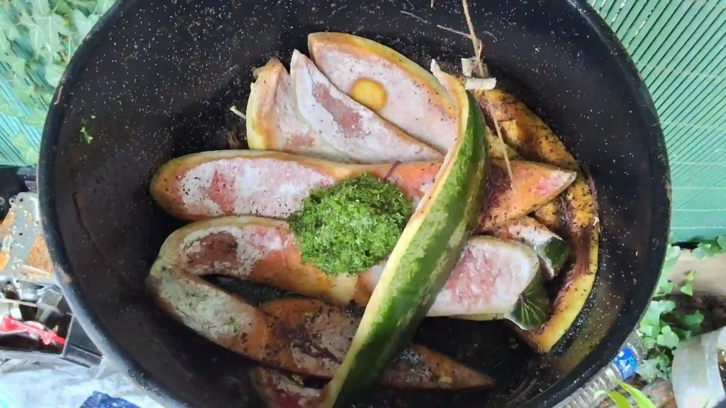 Un bac à compost contenant des restes de fruits et légumes sur lesquels a été déposée une épaisse poignée de lentilles d'eau vertes fraîchement retirées d'un aquarium.