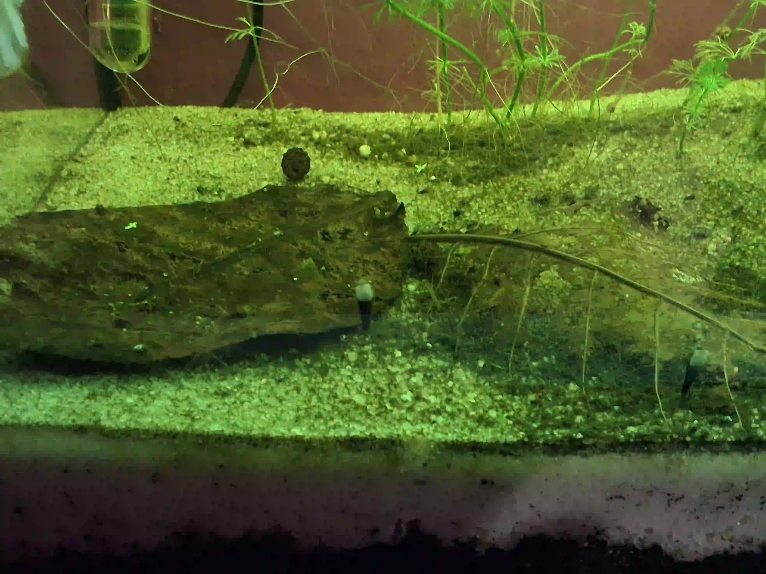 Feuilles de Catappa en décomposition dans aquarium Low-tech avec crevettes