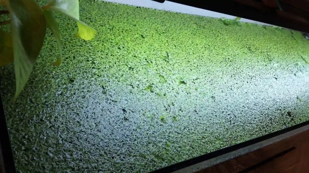 Surface d'un aquarium totalement recouverte par une prolifération de lentilles d'eau (Lemna minor)