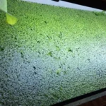 Surface d'un aquarium totalement recouverte par une prolifération de lentilles d'eau (Lemna minor)