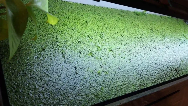Surface d'un aquarium totalement recouverte par une prolifération de lentilles d'eau (Lemna minor)