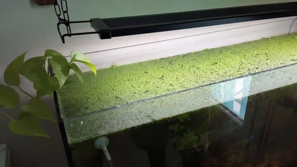 Un aquarium naturel dont la surface de l'eau est intégralement envahie par une couche dense et verte de lentilles d'eau, bloquant le passage de la lumière vers le fond.