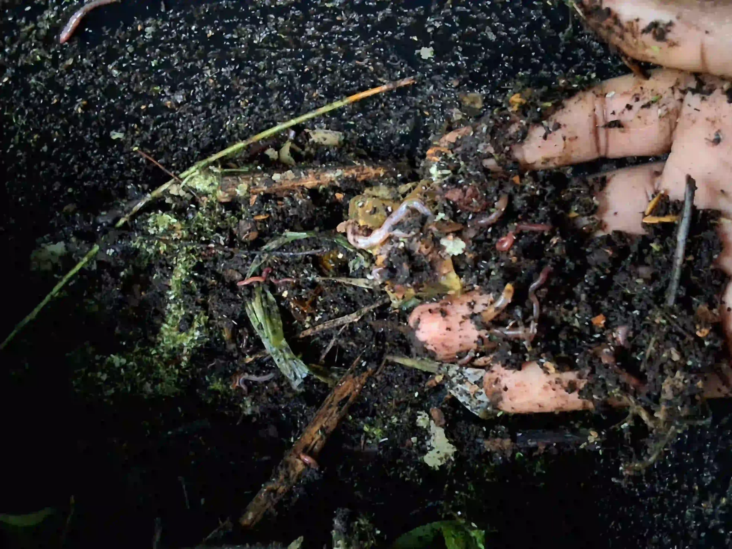 Vers de compost Eisenia pour aquarium Low-tech