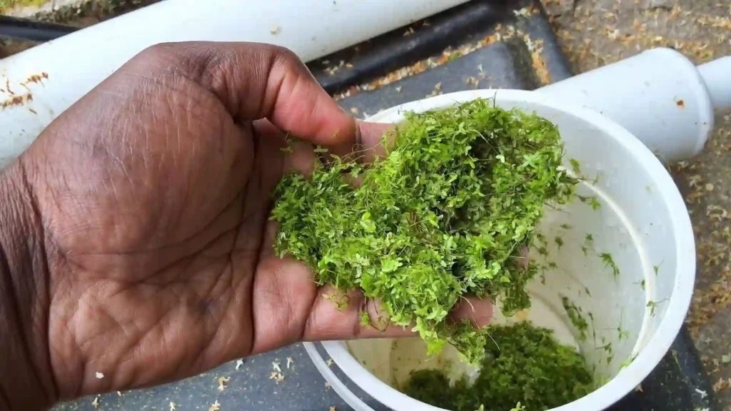Une main tient une épaisse poignée de lentilles d'eau fraîchement retirées d'un aquarium naturel au-dessus d'un seau blanc de récolte.