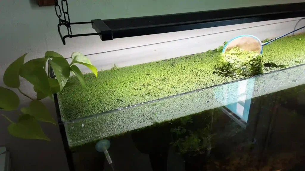 Une épuisette retire une grande quantité de lentilles d'eau recouvrant totalement la surface d'un aquarium naturel.