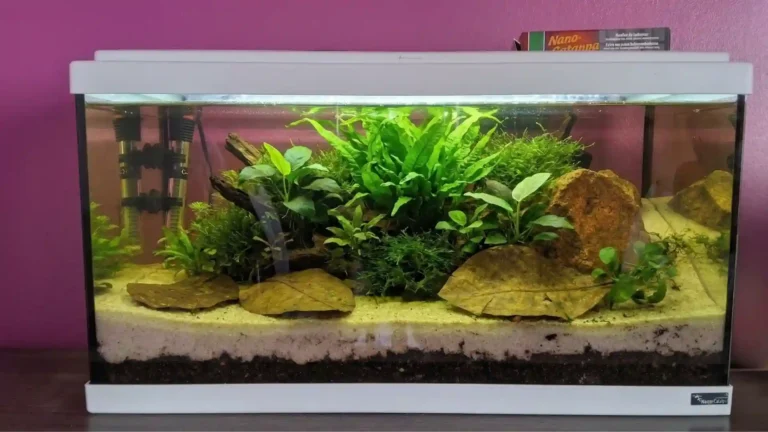 Population Aquarium 60 Litres : Combien de Poissons et Lesquels ?