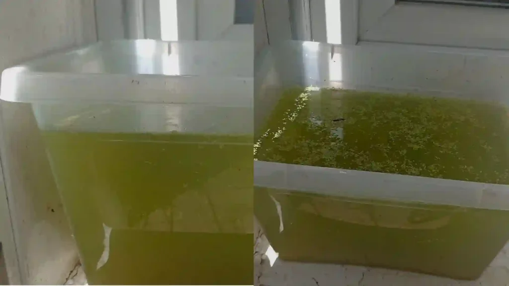 Bac de repli d'urgence en bac plastique 10L avec eau verte protocole de sauvetage quand le filtre d'aquarium tombe en panne.