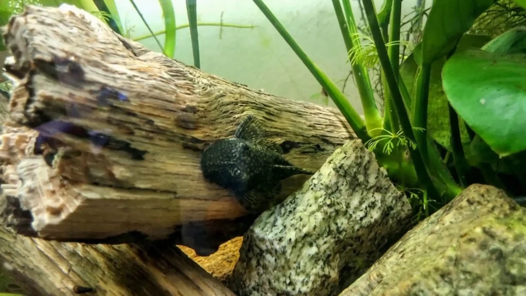 Ancistrus caché contre une racine de bois flotté dans un aquarium planté sans filtre