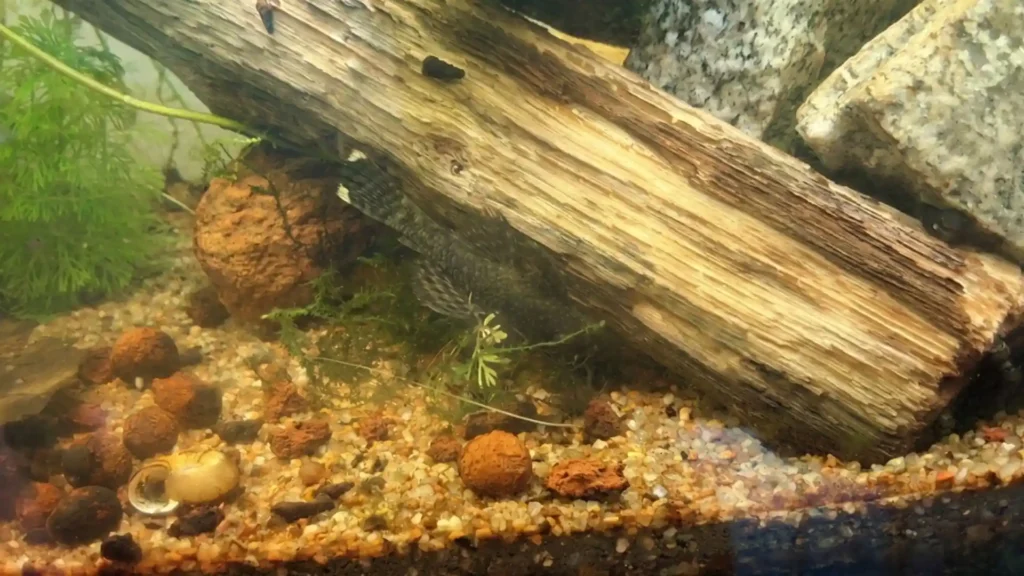 Ancistrus caché sous une racine de bois flotté sur substrat de gravier en aquarium