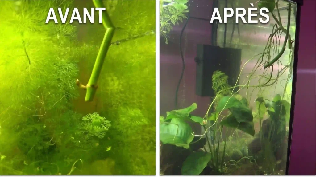 Bouture de pothos avant/après : nœud immergé sans racine à gauche, système racinaire développé à droite
