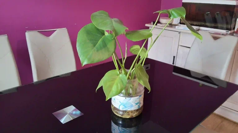 Monstera dans l&rsquo;eau et bouture : Le guide (et comment l&rsquo;intégrer en aquarium)