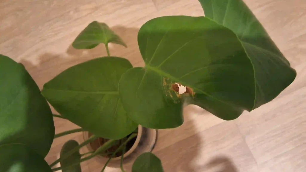 Feuille de Monstera légèrement trouée pendant la phase d'adaptation terre-eau