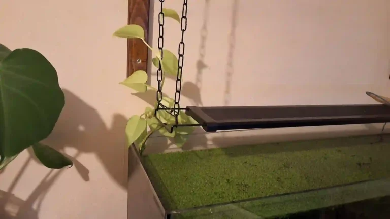 Pothos en Aquarium : Le Guide Complet pour une Filtration Naturelle et un Riparium Réussi 2026
