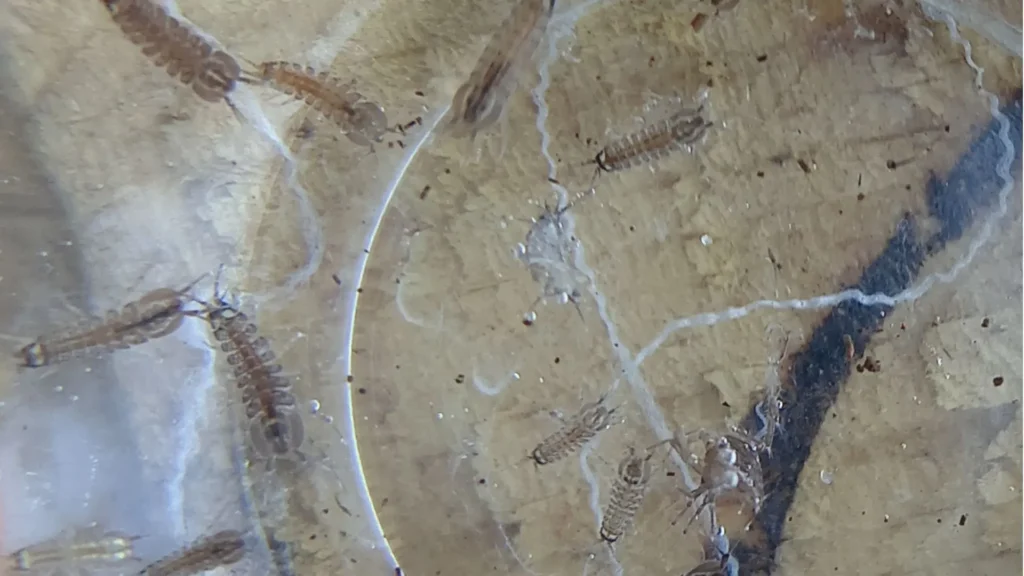Plusieurs aselles aquatiques (Asellus aquaticus) visibles au fond d'un bac