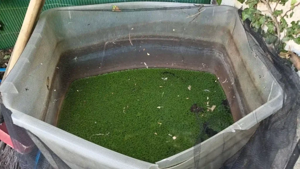 Bac d'élevage extérieur d'aselles recouvert de lentilles d'eau
