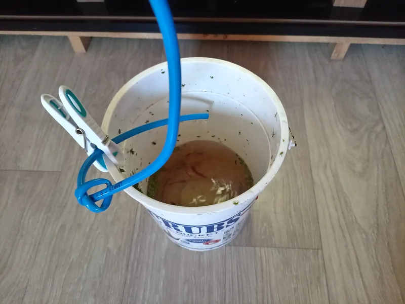Seau avec tuyau de goutte-à-goutte pour l'acclimatation progressive des guppys avant leur retour à l'intérieur