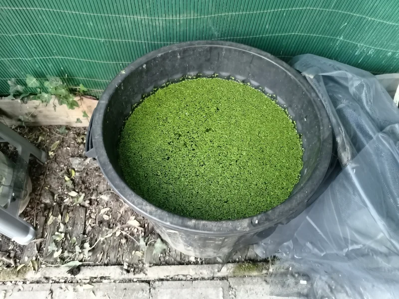 Surface du poubellarium entièrement recouverte de lentilles d'eau, vue du dessus
