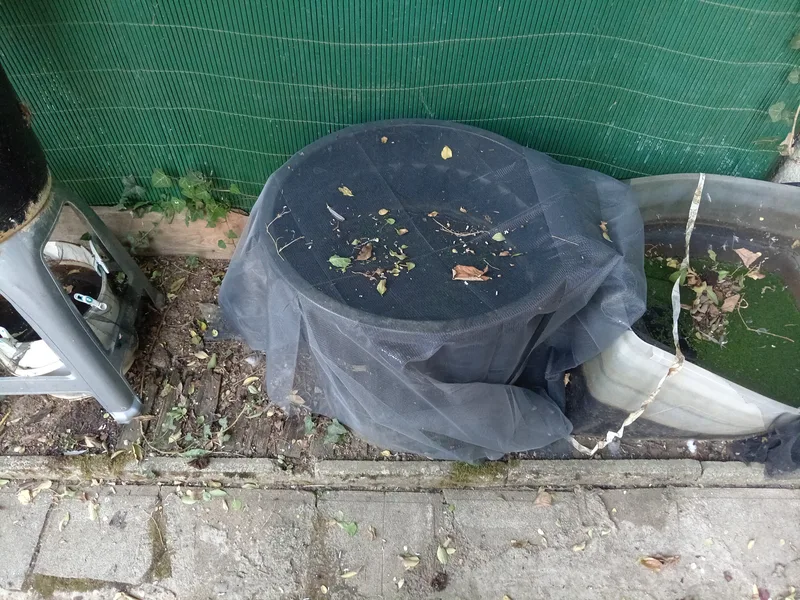 Poubellarium extérieur pour guppys recouvert d'une moustiquaire de protection contre les moustiques