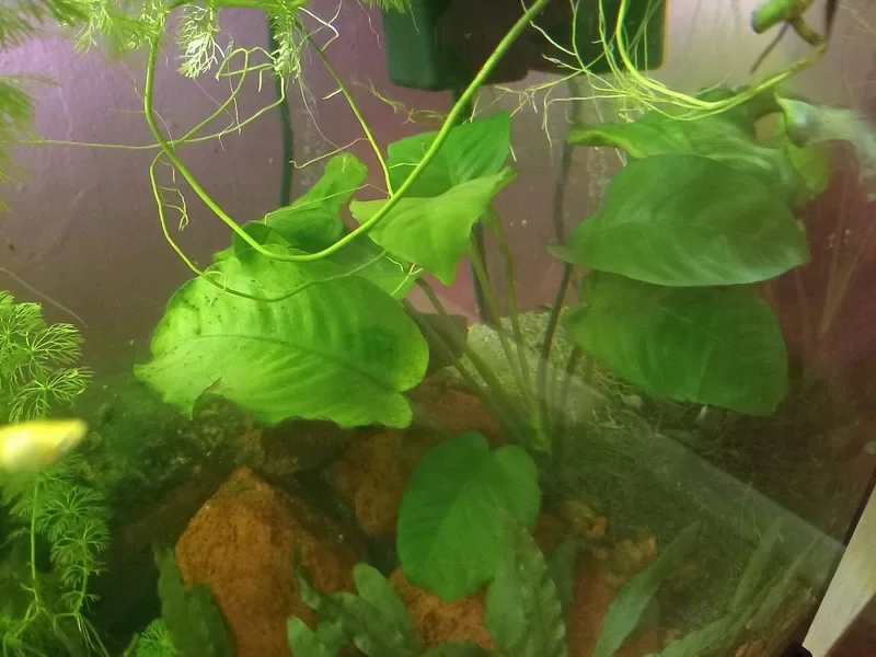 Feuilles d'Anubias marquées de petites taches d'algues vertes dans mon aquarium de 180 litres