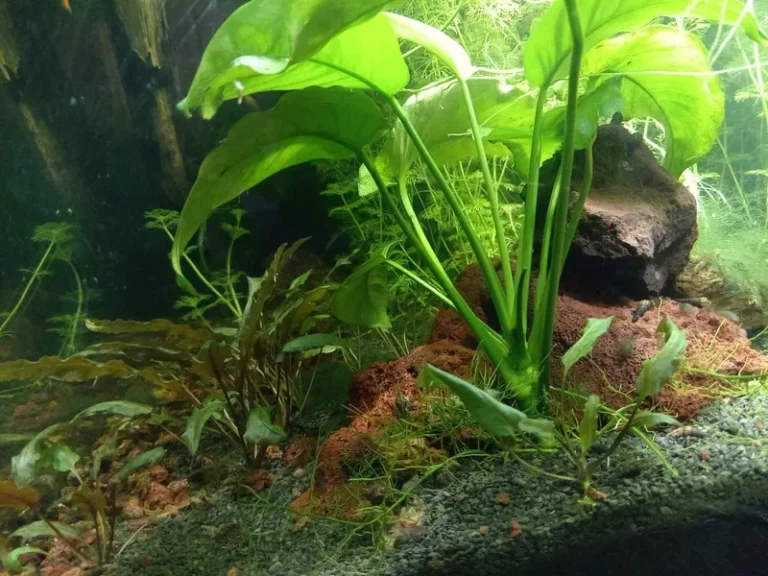 Anubias en aquarium : la plante qui pousse sur une racine, sans CO₂ ni engrais